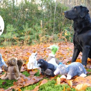 Wild Life Dog Pigeon