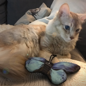 Wild Life Cat Blue Butterfly