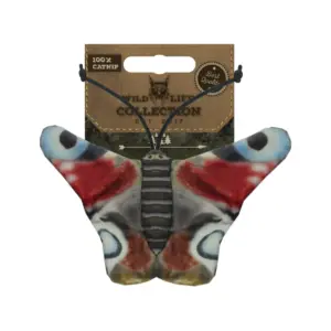 Wild Life Cat Peacock Butterfly